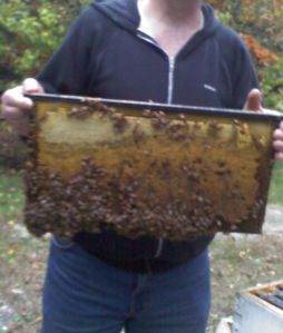 Dad Holding Bees
